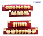 Tableta De Dientes De Acrílico Marche Posteriores Inferiores