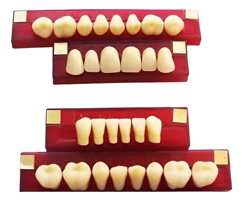 Tableta De Dientes De Acrílico Marche Posteriores Superiores