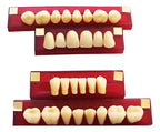 Tableta De Dientes De Acrílico Marche Posteriores Superiores