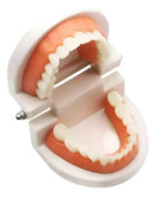 Modelo Dental Arcada Para Enseñanza Y Estudio Santiago