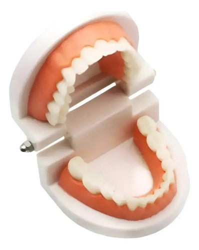 Modelo Dental Arcada Para Enseñanza Y Estudio Santiago