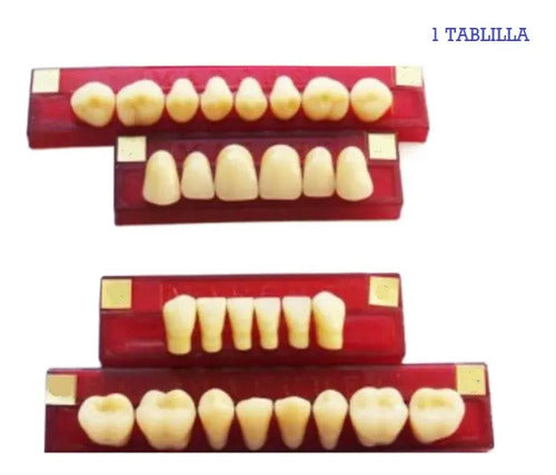 Tableta De Dientes De Acrílico Marche Posteriores Inferiores