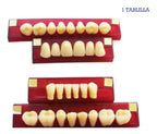 Tableta De Dientes De Acrílico Marche Posteriores Inferiores