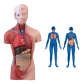 Torso Humano 28 Cm Modelo Órganos Extraíbles Santiago