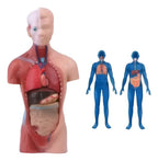 Torso Humano 28 Cm Modelo Órganos Extraíbles Santiago