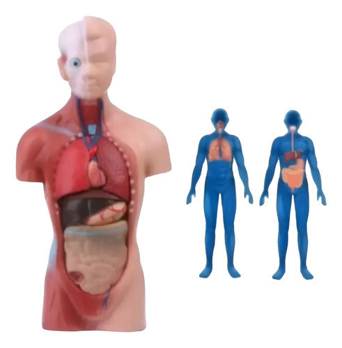 Torso Humano 28 Cm Modelo Órganos Extraíbles Santiago