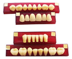 Tableta De Dientes De Acrílico Marche Posteriores Superiores