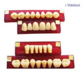 Tableta De Dientes De Acrílico Marche Posteriores Superiores
