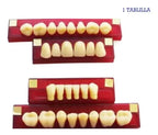 Tableta De Dientes De Acrílico Marche Posteriores Superiores