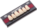 TABLILLA DE DIENTES ECODENT - COLOR: A2