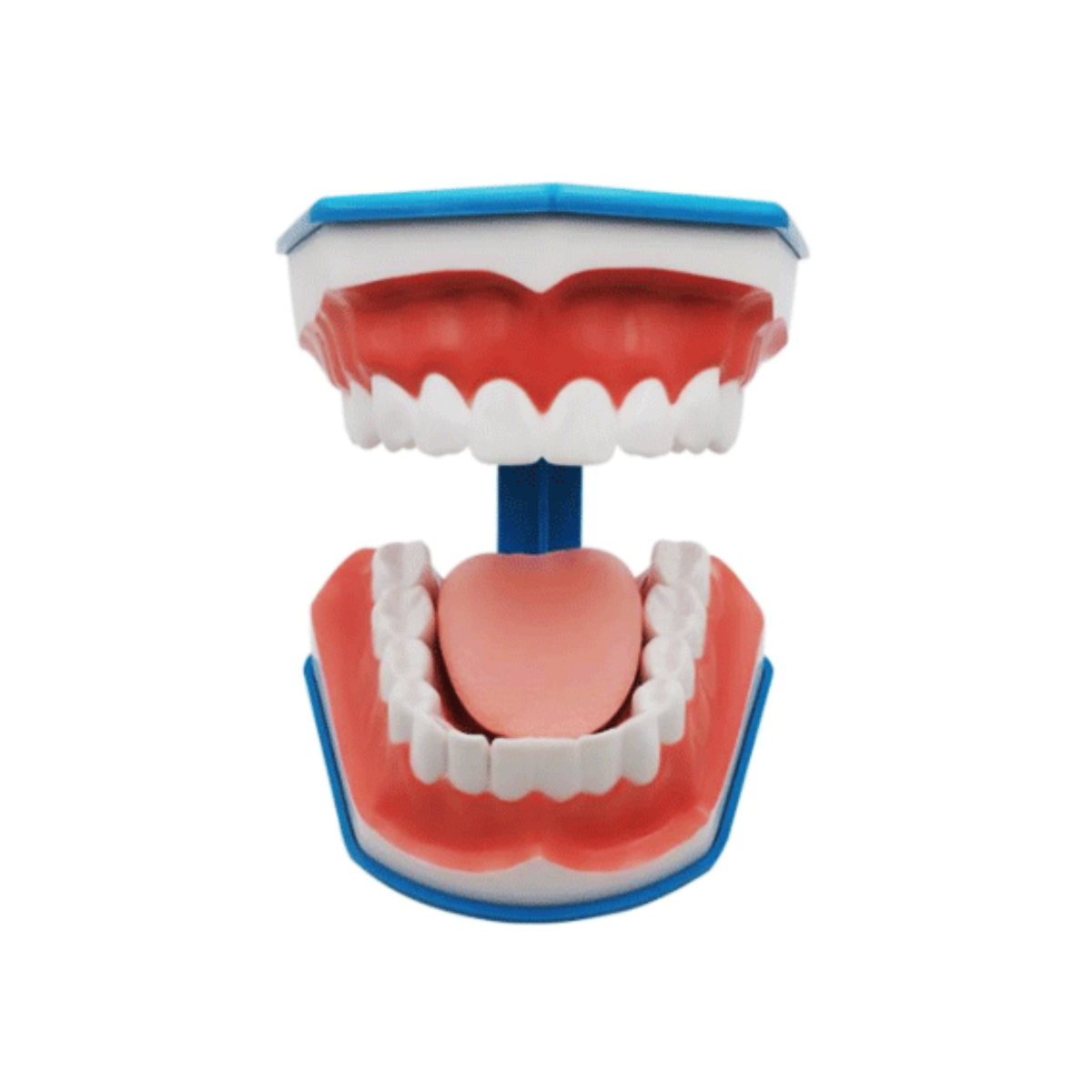Macromodelo Dental Con Cepillo y Lengua (1)