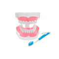 Macromodelo-Dental-con-Cepillo