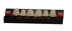 Dientes acrílicos 2 capas - Michydent2