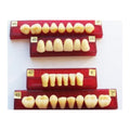 DIENTE MARCHE POSTERIOR SUPERIOR COLOR 501