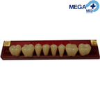 DIENTE MARCHE POSTERIOR INFERIOR COLOR 465