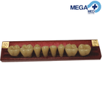DIENTE MARCHE POSTERIOR INFERIOR COLOR 503