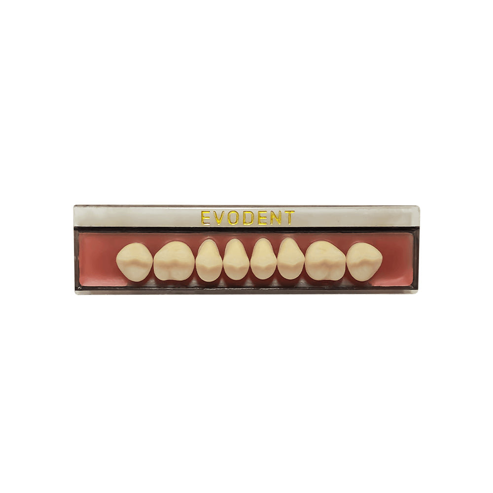 Diente Duodent V Posterior Superior M3 S Tableta A3,5 - EVODEN