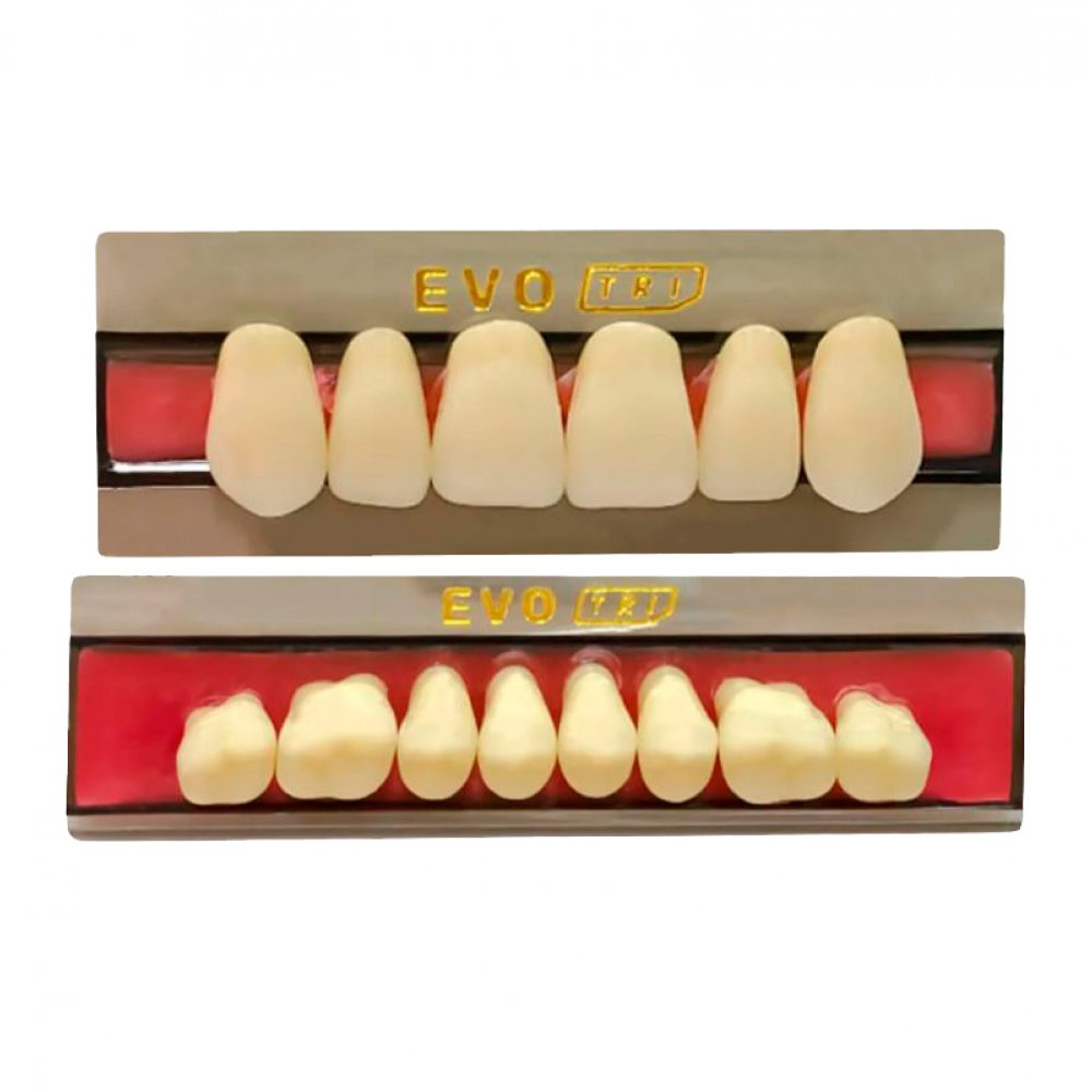 Diente Duodent V Posterior Inferior M3 I Tableta A3,5  - EVODEN