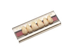 TABLILLA DE DIENTES EVODEN - COLOR: A2