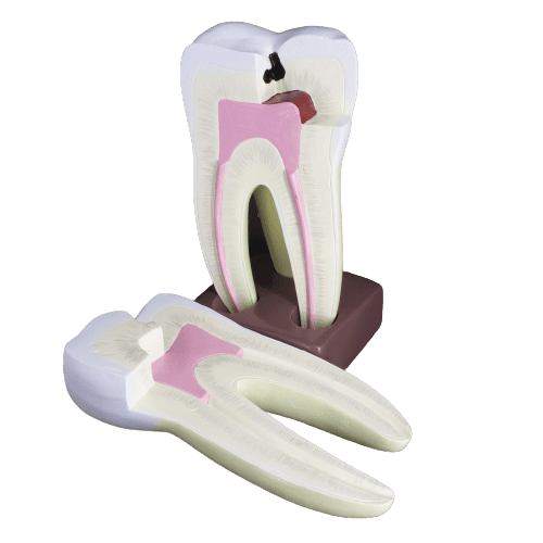 Macromodelo Molar Magnético Machtig