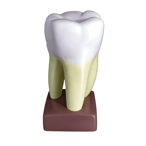Macromodelo_Molar_Magnético_Machtig-removebg-preview