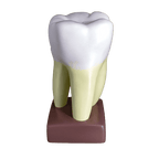 Macromodelo_Molar_Magnético_Machtig-removebg-preview